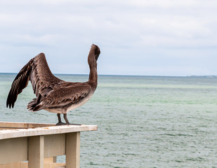 A lone pelican on a wooden pier overlooking the Gulf of Mexico in Clearwater Beach, Florida, USA