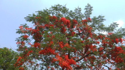 red tree on a background of blue sky