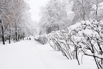 Snowfall in city street with trees covered snow. Winter wonderland in the snowy park path