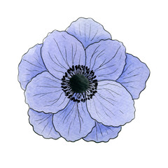 Blue watercolor anemone flower isolated on a white background. Hand painted botanical illustration. Can be used for packaging design, wedding invitations, textile design, greeting cards