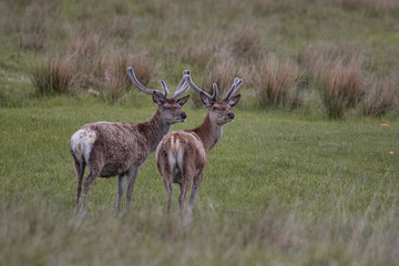 Rotwild in den schottischen Highlands
