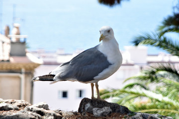 été, sud, mouette,