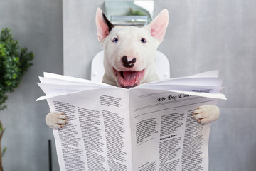 Bullterrier with crazy smile is sitting on a toilet seat with the newspaper