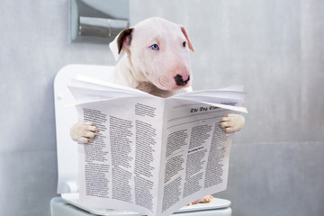 Bullterrier with crazy smile is sitting on a toilet seat with the newspaper