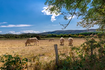 Fototapeten Cows eating grass in the sun in France © Karin