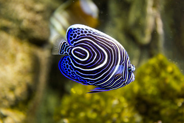 Emperor angelfish (Pomacanthus imperator)