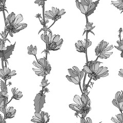 Black and white vector hand drawn floral seamless pattern with monochrome flowers Chicory, branches, leaves on white background. For your design, textile, wallpapers, print, greeting. Vintage style.