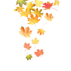 Naklejka na ściany i meble Beautiful autumn leaves falling on white background