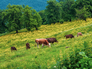 Fototapeta na wymiar Small herd of milk cows grazing grass on a dairy farm in Armenia
