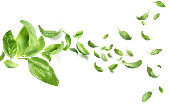 Fresh green basil leaves flying on white background