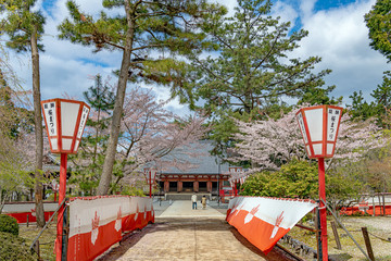 京都 醍醐寺 金堂の春景色