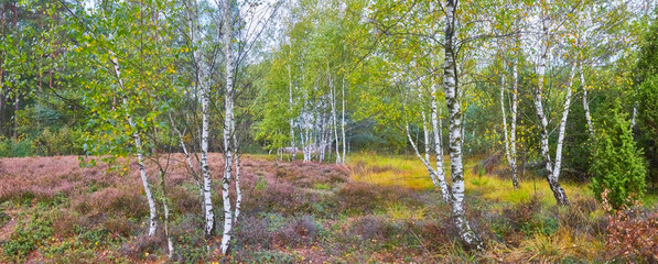 birch forest and Heath bloom in the nature reserve 