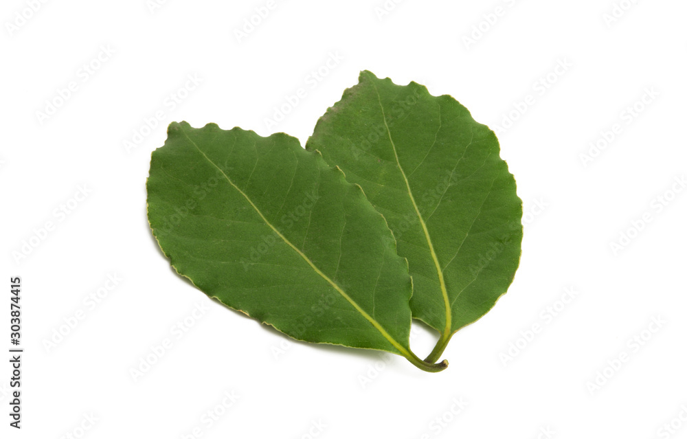 Poster bay leaf isolated