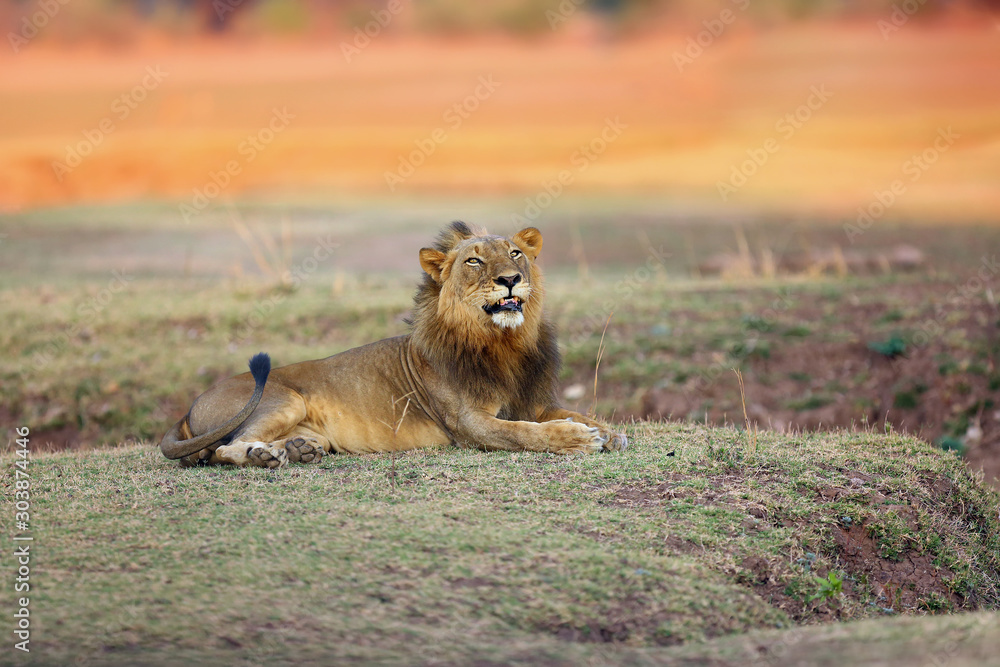 Wall mural The Southern lion (Panthera leo melanochaita) also as the East-Southern African lion or Eastern-Southern African lion.Dominant male lying in savanna with orange colored background.