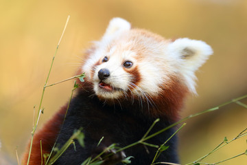 The red panda (Ailurus fulgens) , fire fox or lesser panda, the red bear-cat, and the red cat-bear,...
