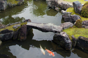 Naklejka na ściany i meble Japanese carps (koi) in the garden Sanbo-in in Kyoto