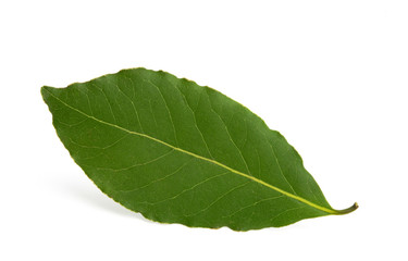 Obraz premium bay leaf isolated