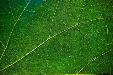 Green leaf background texture in macro closeup, Concept for nature ecology