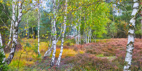 birch forest and Heath bloom in the nature reserve 