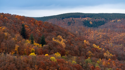 colorful trees and leaves autumn forest at the harz mountain, germany