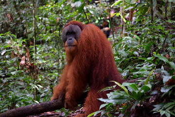 Sumatran Orangutans in Gunung Leuser National Park