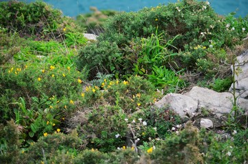 Fototapeta na wymiar Rock with flowering slopes against the background of the ocean