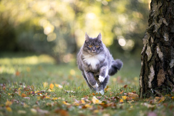 young blue tabby maine coon cat with white paws running towards camera on grass with autumn leaves next to birch tree
