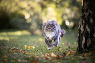 young blue tabby maine coon cat with white paws running towards camera on grass with autumn leaves next to birch tree