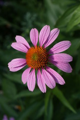 Obraz premium Pretty in Pink