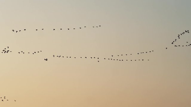 Pink footed Geese bird flying in formation in gorgeous pre-dawn golden light.