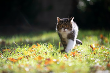 tabby white british shorthair cat walking on grass with autumn leaves in the sunlight looking ahead