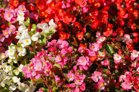 Close up red, white and pink begonia flowers in full bloom in the summer sunshine