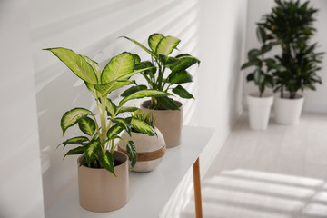 Green potted plants in light room. Home decoration