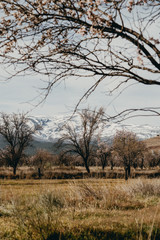 Fototapeta premium snowed mountains