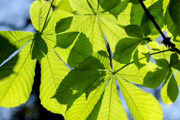 Fresh green Horse Chestnut (Aesculus hippocastanum) leaves back-lit in the spring sunshine