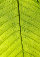 Fresh green Horse Chestnut (Aesculus hippocastanum) leaves back-lit in the spring sunshine