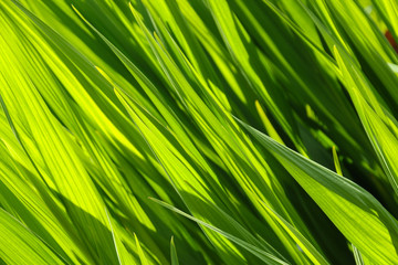 Close up fresh green iris leaves back lit in the spring sunshine