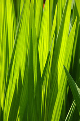 Close up fresh green iris leaves back lit in the spring sunshine