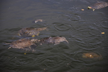 Little wild turtles swim in the lake and eat bread