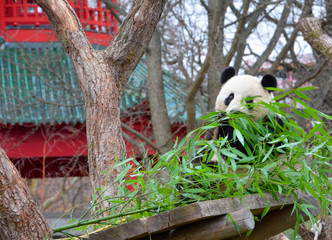 giant panda eats bamboo near a pagoda