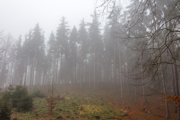 Fototapeta na wymiar Foggy forest, Karlovy vary, Czech Republic