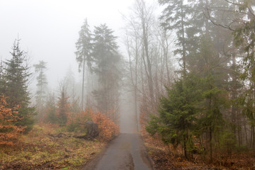 Foggy forest, Karlovy vary, Czech Republic
