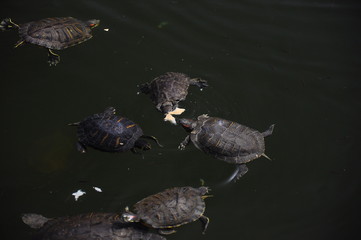 Little wild turtles swim in the lake and eat bread