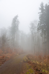Obraz na płótnie Canvas Foggy forest, Karlovy vary, Czech Republic