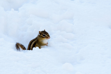 Snowy Chipmunk