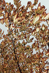 Chestnut tree leaves fluttering in the wind sky vintage vertical background. Soft muted color nature banner.