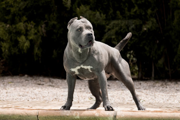 American Bully XL Blueline mit muskulöser Statur