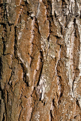 tree bark texture