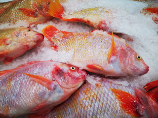 Fresh tilapia fish soaked on ice