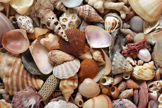 Sea shells and coral close up